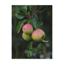 Cox Orange Apple Postcard by Thorninger Cox Orange Apple Postcard