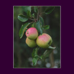 Cox Orange Apple Postcard
