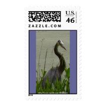 coy blue heron postage