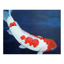 Coy Koi Poster posters