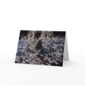 Coy Pond Condolence Card by SayHello Coy Pond Condolence Card