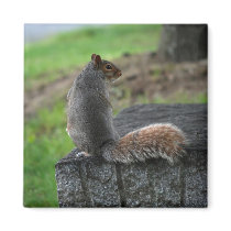Coy Squirrel magnets