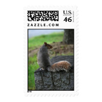 Coy Squirrel postage