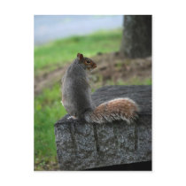 Coy Squirrel postcards