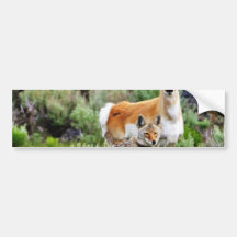 Coyote And Antelope In Yellowstone Park Bumper Sticker