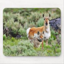 Coyote And Antelope In Yellowstone Park Mousepads