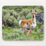 Coyote And Antelope In Yellowstone Park Mousepads