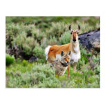 Coyote And Antelope In Yellowstone Park Post Cards