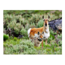 Coyote And Antelope In Yellowstone Park Post Cards