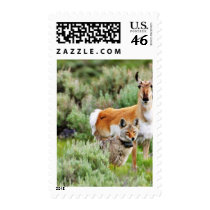 Coyote And Antelope In Yellowstone Park Stamp