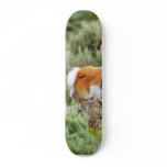 Coyote And Antelope In Yellowstone Park Skate Deck