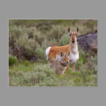 Coyote and Antelope postcards