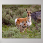 Coyote Antelope Forever Friends poster FROM 14.95 posters