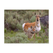 Coyote & Antelope postcards