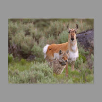 Coyote & Antelope postcards