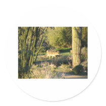 Coyote_at_dawn Sticker