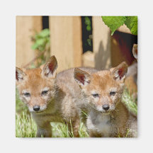 Coyote Babies Photo Fridge Magnet
