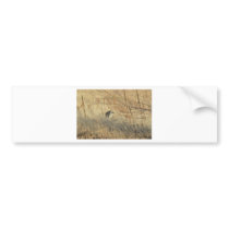 Coyote Bumper Sticker