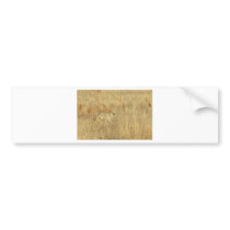 Coyote Bumper Sticker