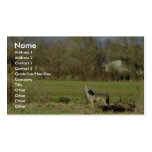 Coyote Business Card