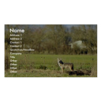 Coyote business cards