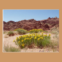 Coyote Buttes postcards