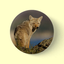 coyote buttons