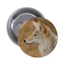 coyote button