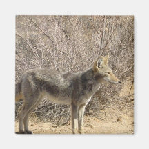 Coyote Design Magnet