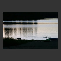 Coyote, Family of Geese, "Missing the Boat" posters