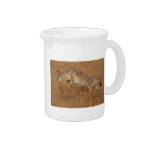 Coyote Flying Drink Pitcher