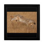 Coyote Flying Keepsake Box