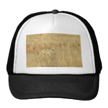 Coyote Hat