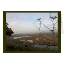 Coyote Hills cards