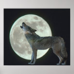 Coyote Howling at the Moon Print