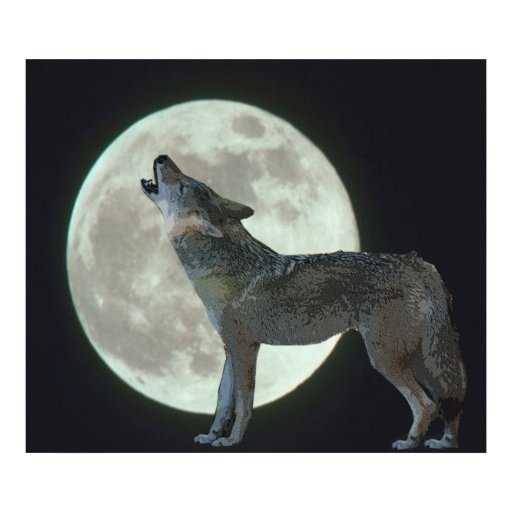 Coyote Howling at the Moon Print Zazzle