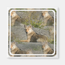 Coyote Images Magnet