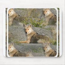 Coyote Images Mouse Pad