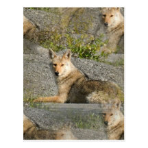Coyote Images Postcard