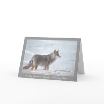 Coyote in Snow cards