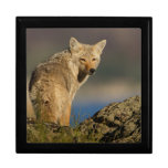 coyote jewelry box