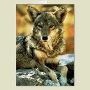 Coyote Lovers Gifts