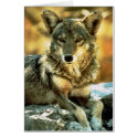 Coyote Lovers Gifts cards