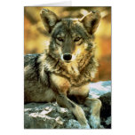 Coyote Lovers Gifts Card