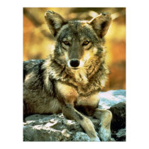 Coyote Lovers Gifts posters by WildByDezign Coyote Lovers Gifts posters