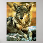 Coyote Lovers Gifts posters