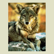 Coyote Lovers Gifts Poster