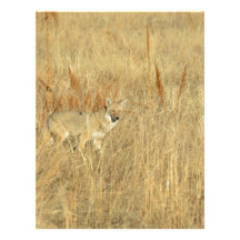 Coyote Membrete A Diseño