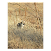 Coyote Membrete Personalizado