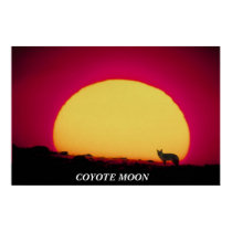 COYOTE MOON POSTER posters